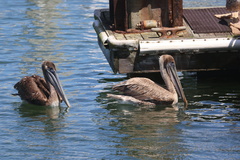 California Brown Pelican