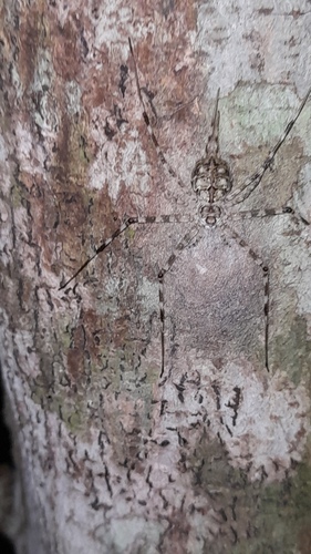 Hersilia tibialis