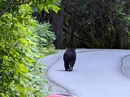 American Black Bear