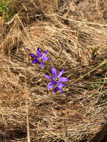 iNaturalist observation photo of harvest brodiaea