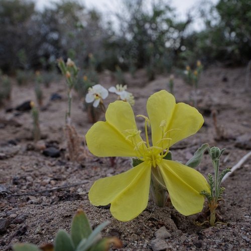 desert evening-primrose