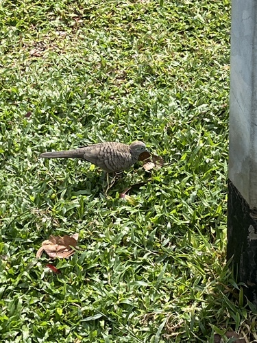 Zebra Dove
