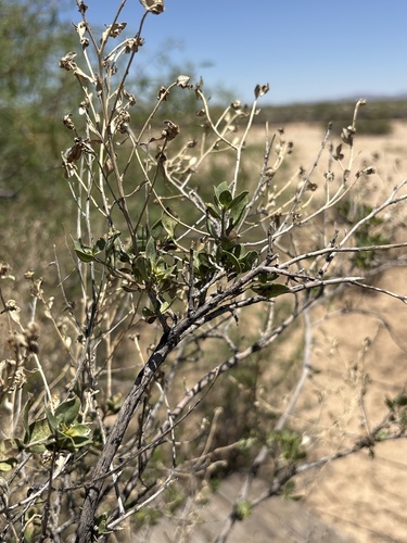 American Tarwort