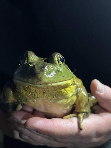 iNaturalist observation photo of American Bullfrog
