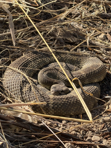 iNaturalist observation photo of Northern Pacific Rattlesnake