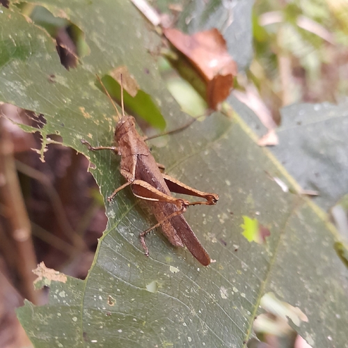 Abracris flavolineata