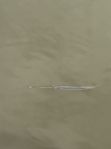 Northern River Garfish