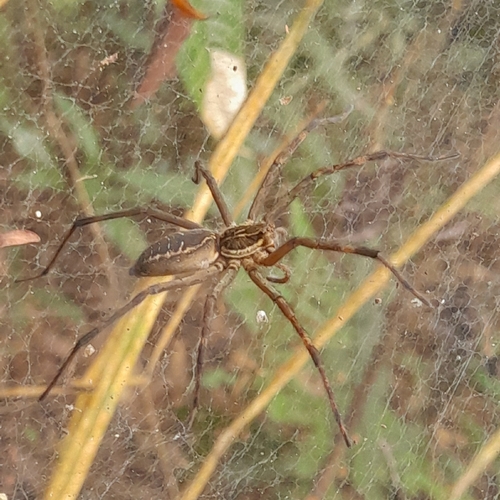Aglaoctenus lagotis