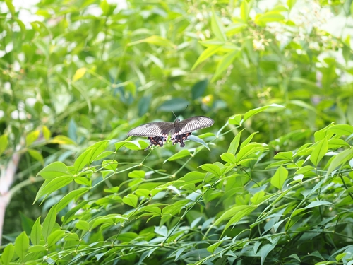 Common Mormon Swallowtail