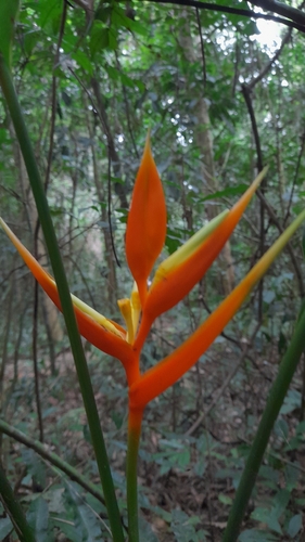 Heliconia angusta