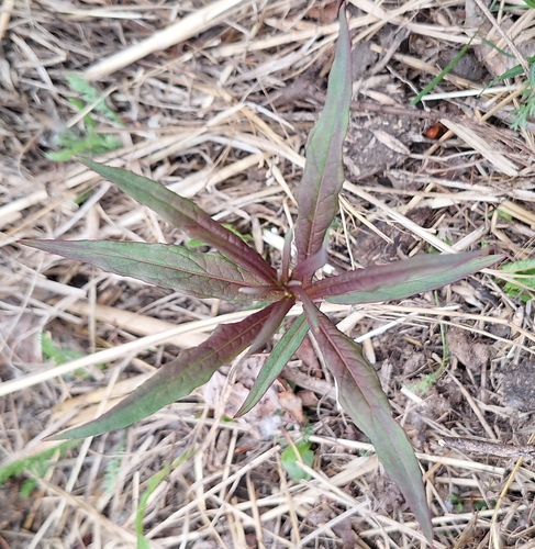 fireweed