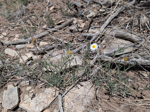 Running Fleabane