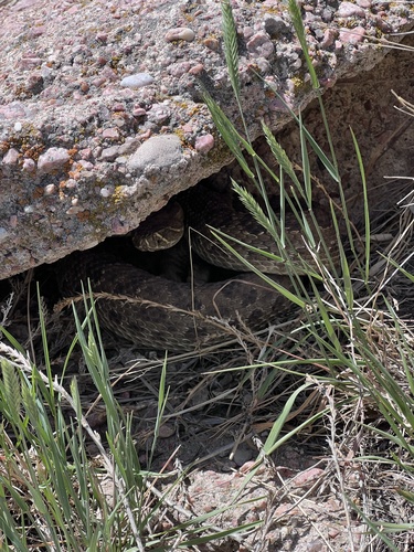 Prairie Rattlesnake