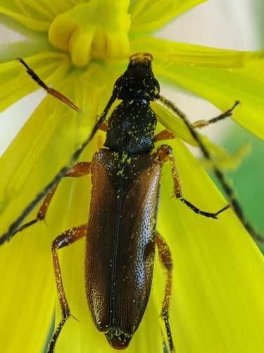 tobacco-coloured longhorn beetle
