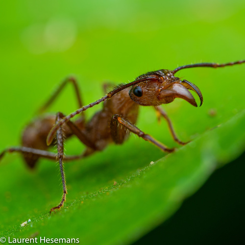 Ectatomma tuberculatum