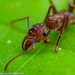 Ectatommine Ants - Photo (c) Laurent Hesemans, all rights reserved, uploaded by Laurent Hesemans