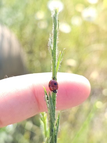 Two-spotted Lady Beetle