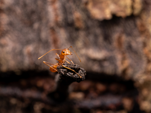 Asian Weaver Ant