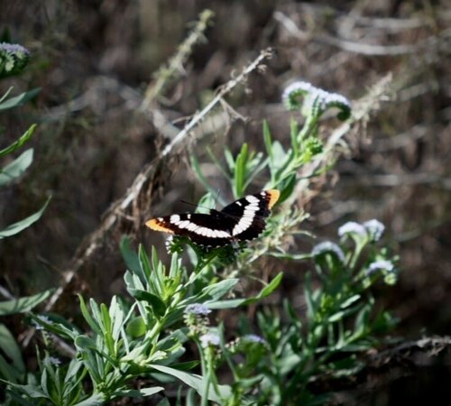 iNaturalist observation photo of Lorquin's Admiral