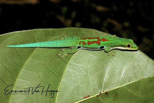 Striped Day Gecko