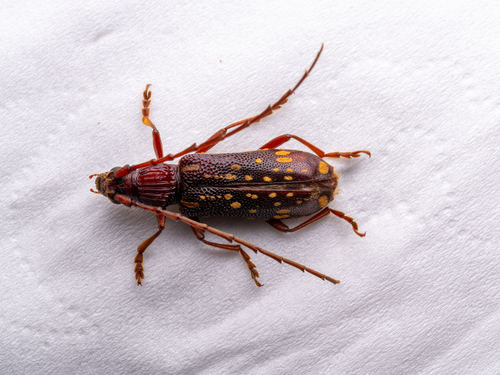Xoanodera maculata