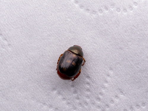 Anomala platypyga