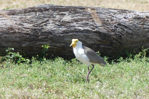 Northern Masked Lapwing
