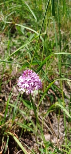 pyramidal orchid