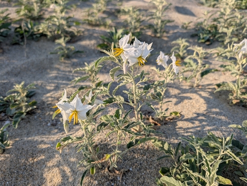 silverleaf nightshade
