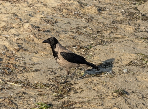 Hooded Crow