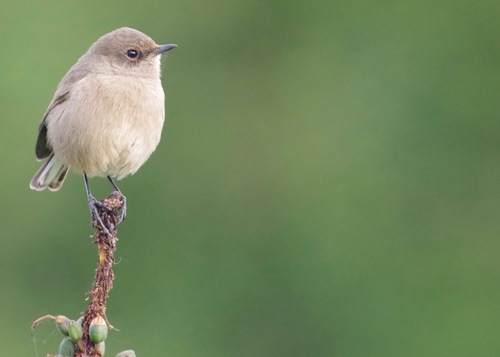 Moorland Chat