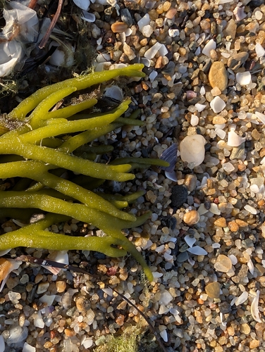 Dead Man's Fingers