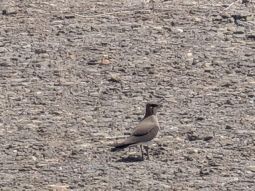 Collared Pratincole