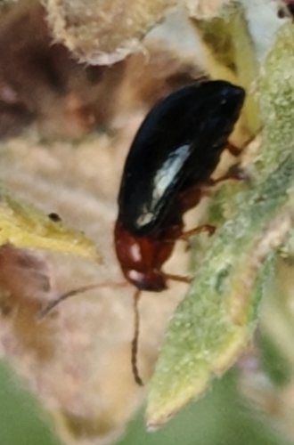 Podagrica fuscicornis