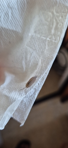 Powder Blue Isopod