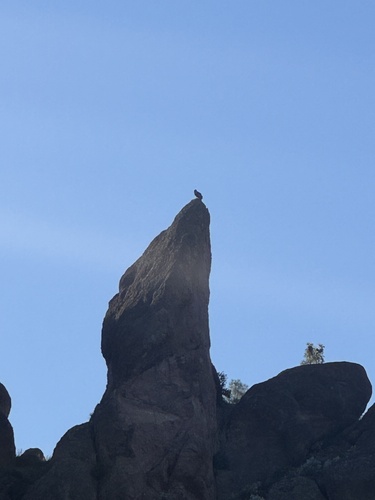 California Condor observed by casefile