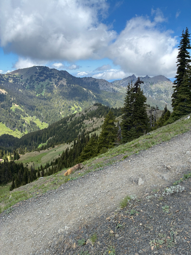Olympic Marmot observed by burgerpickles