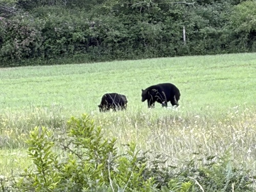 American Black Bear