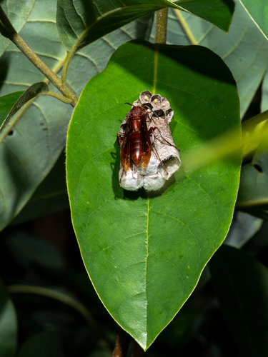 Polistes strigosus