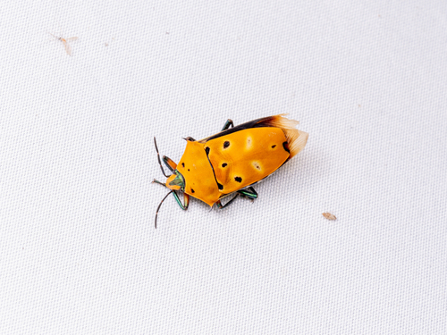 ocellated shield bug