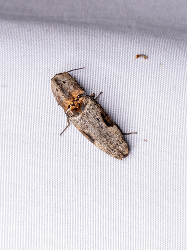 Cryptalaus larvatus