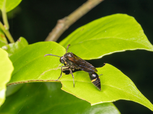 Eustenogaster nigra