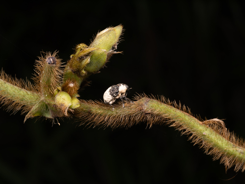Sternuchopsis trifida