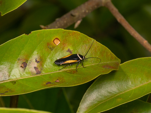 Hemithyrsocera vittata