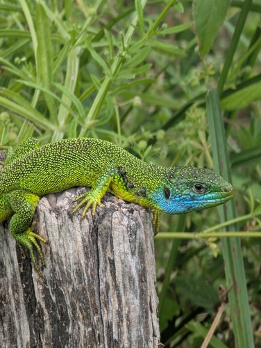 Western Green Lizard
