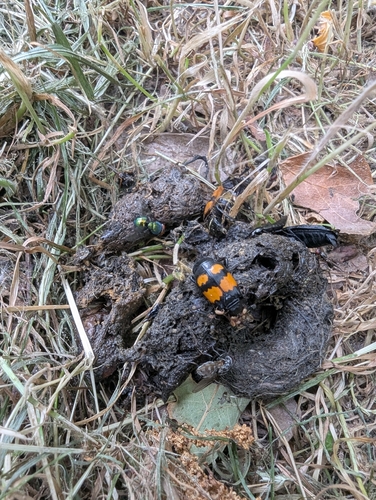 Lesser Vespillo Burying Beetle