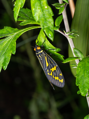 Callogaeana viridula