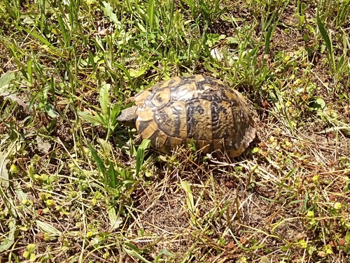 Boettger's Tortoise