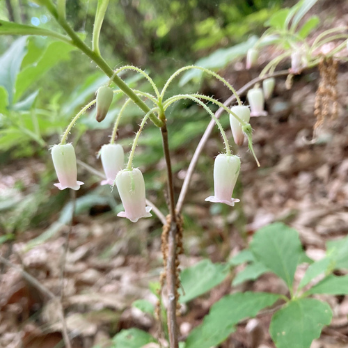 Rhododendron multiflorum