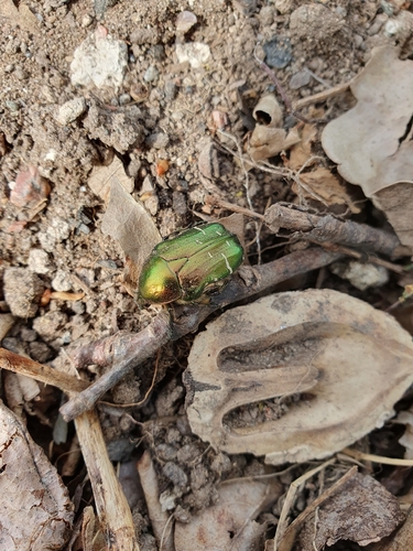 European Rose Chafer